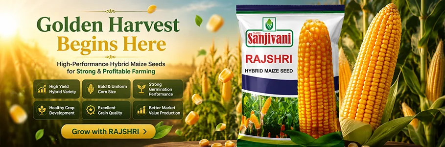 Hybrid vegetable and agricultural seeds by Sanjivani Seeds