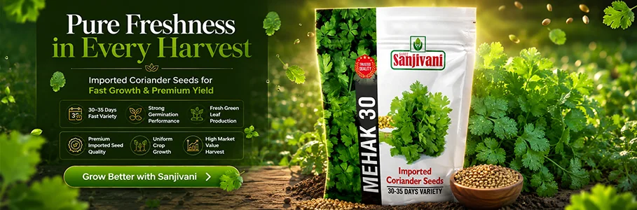 Kitchen garden seed packets and vegetable seeds online