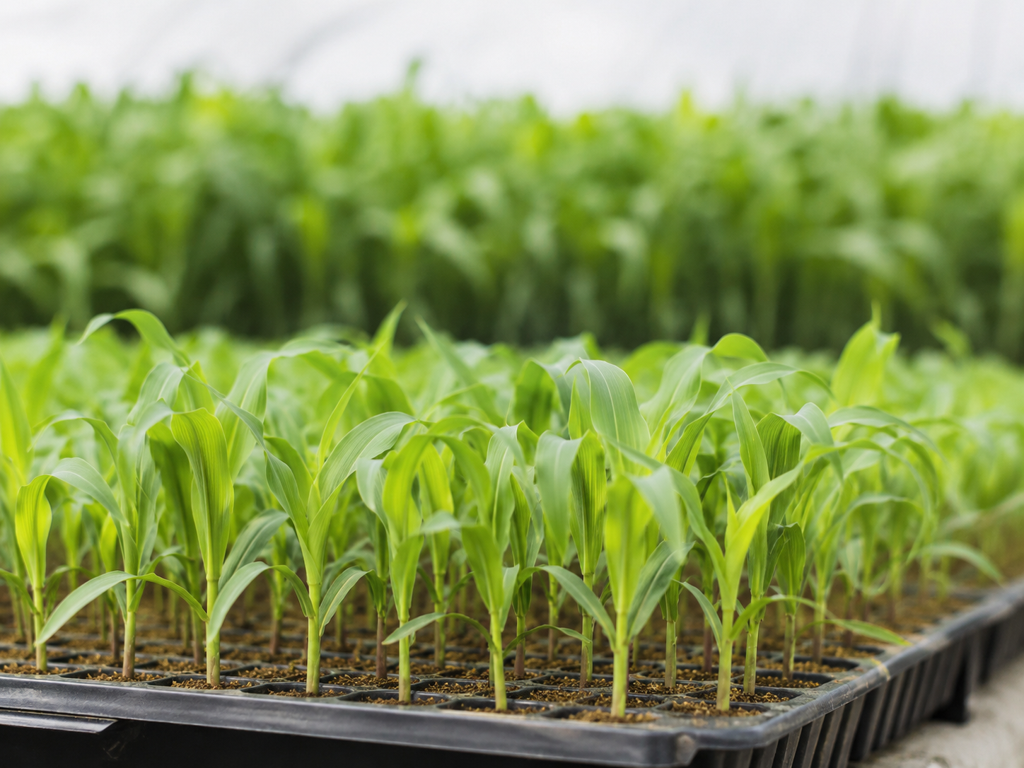 Maize Seeds