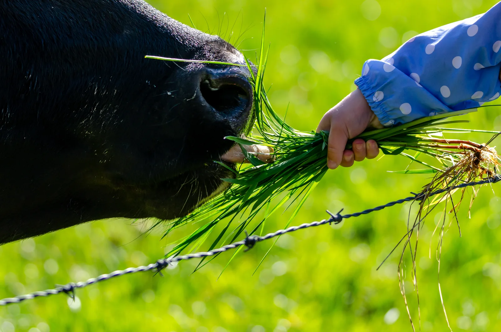Forage Crop Seeds