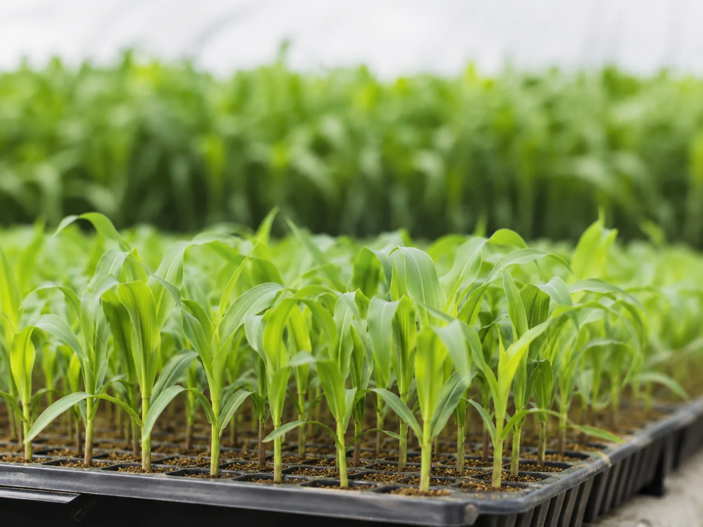 Maize Seeds
