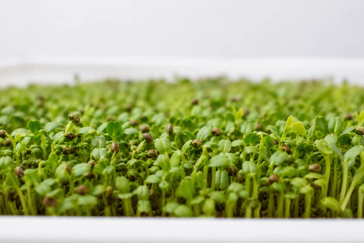 Moong Seeds