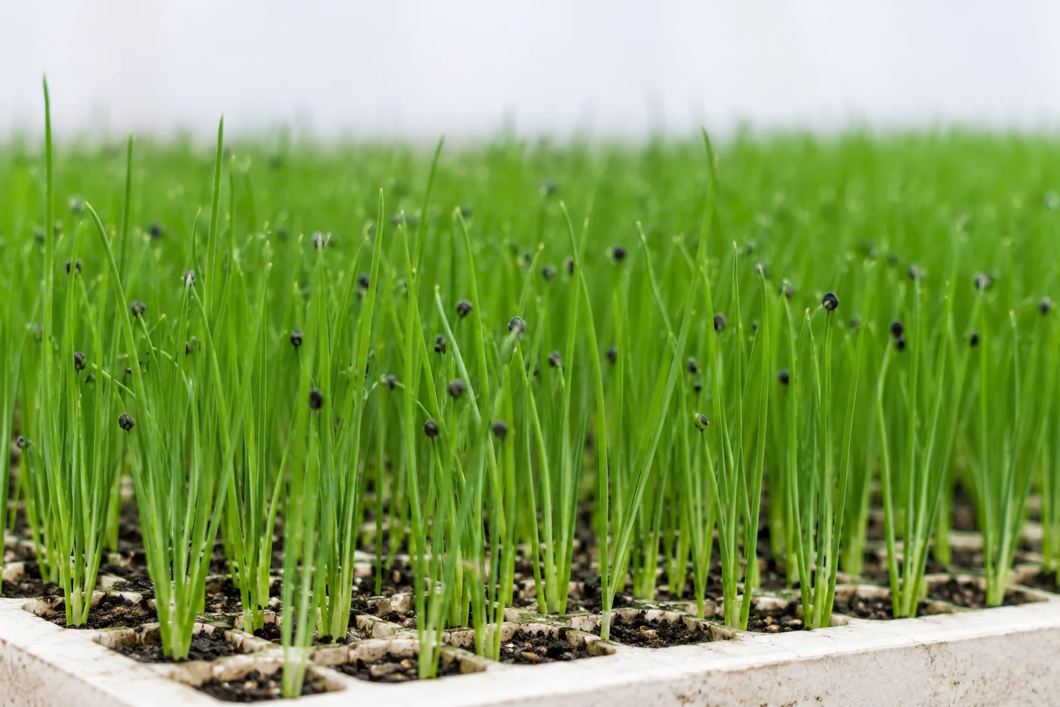 Onion Seeds