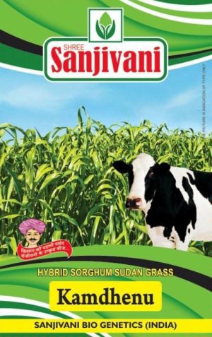Kamdhenu – Hybrid Sorghum Sudan Grass