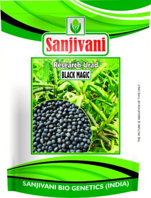 Sanjivani Black Magic Urad Seeds