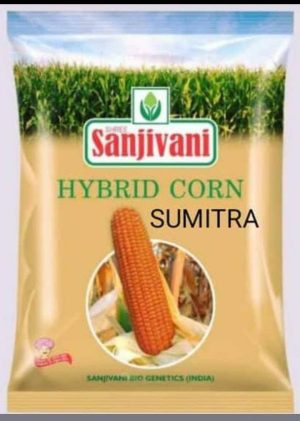 Sanjivani Hybrid Corn – SUMITRA
