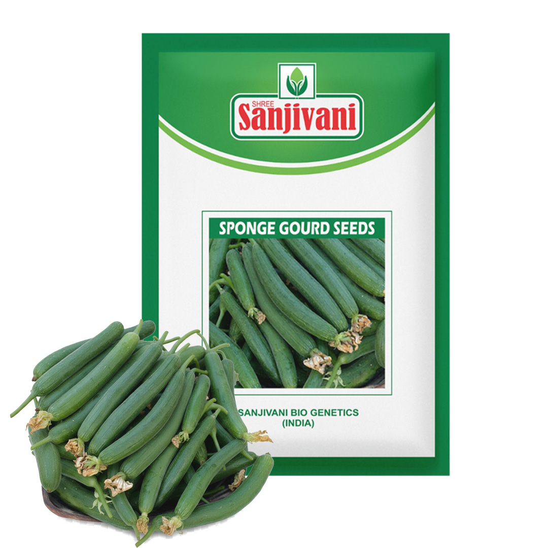Sponge Gourd (Gilki) KGP Seeds