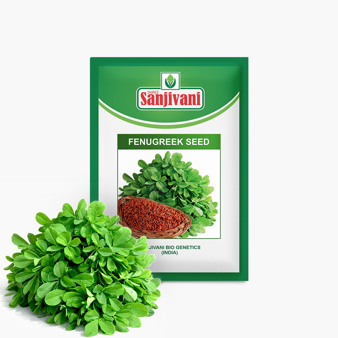 Fenugreek (Metha) Seeds KGP
