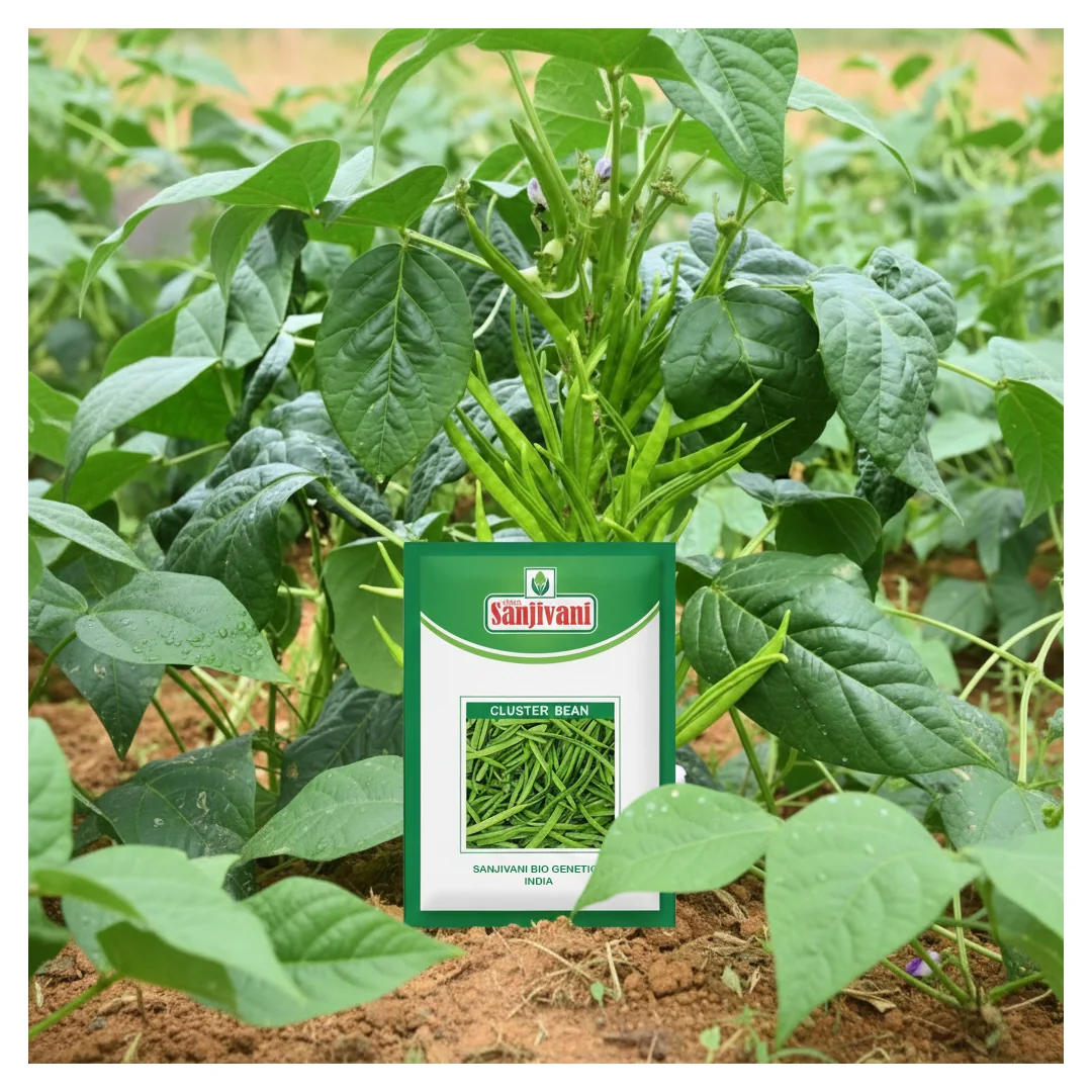Cluster Bean (Guar) Seeds KGP product view