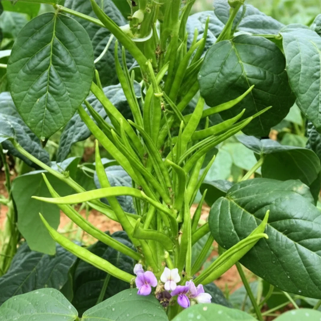 Cluster Bean (Guar) Seeds KGP product view