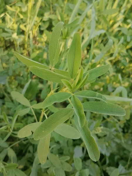 Dhurandhar Berseem  product view
