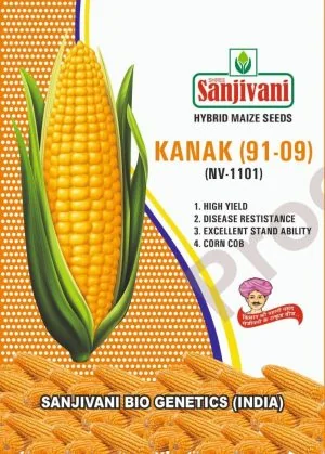 Sanjivani Kanak 91-09 Hybrid Maize Seeds