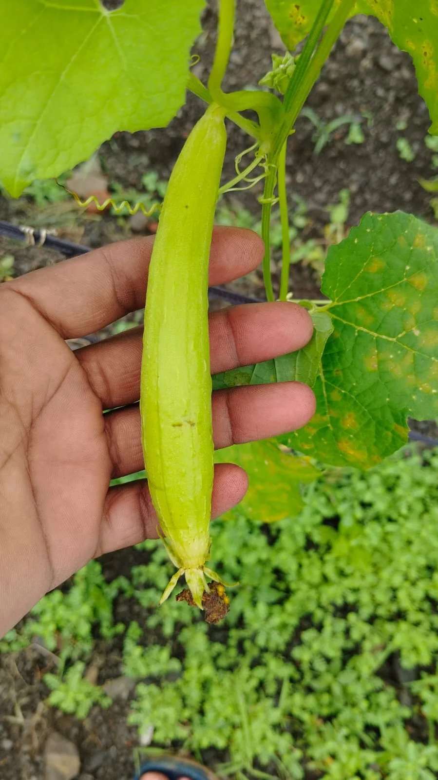 Kirti Hybrid Ridge Gourd Seeds – 25gm Pack product view