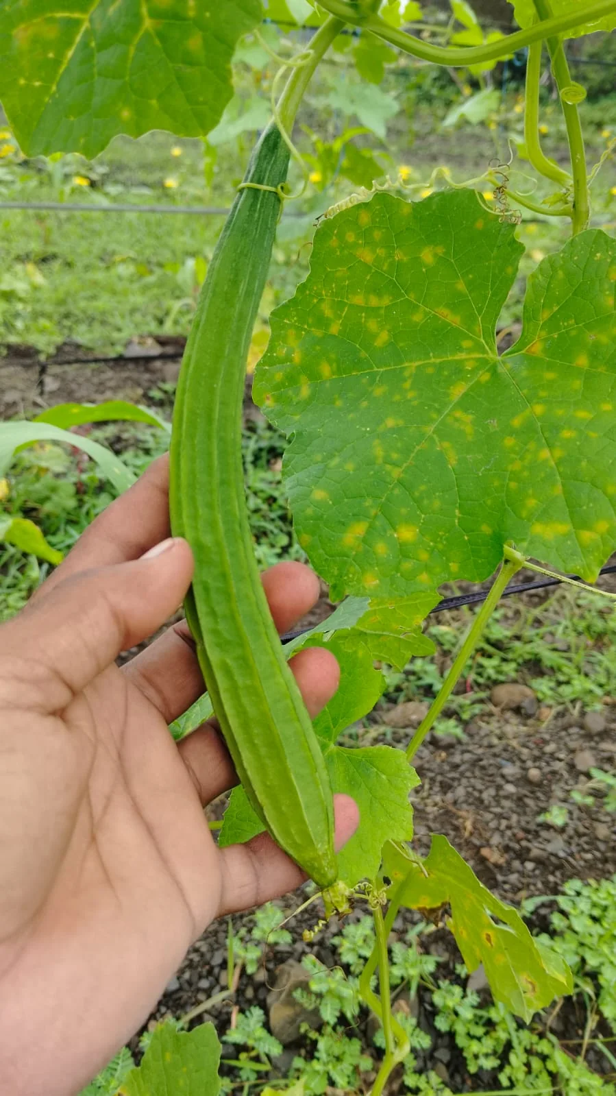 Kirti Hybrid Ridge Gourd Seeds – 25gm Pack product view