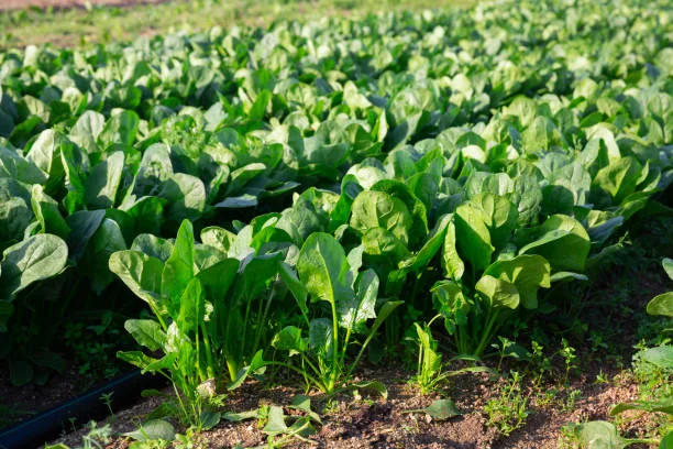 Makhamali SBG-603 Hybrid Palak Seeds – 250gm Pack product view