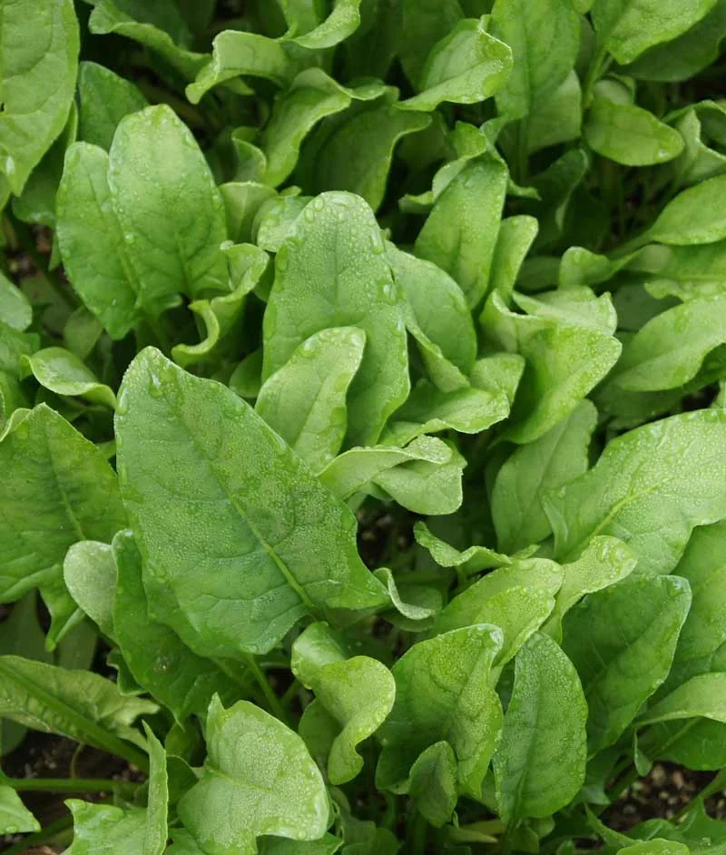 Makhamali SBG-603 Hybrid Palak Seeds – 250gm Pack product view
