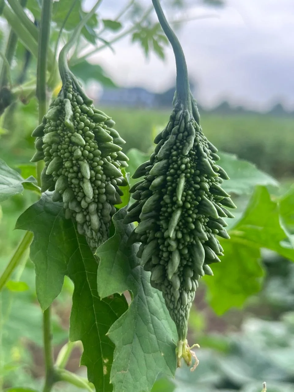 Montu PS-2025 Hybrid Bitter Gourd Seeds – 25gm Pack product view
