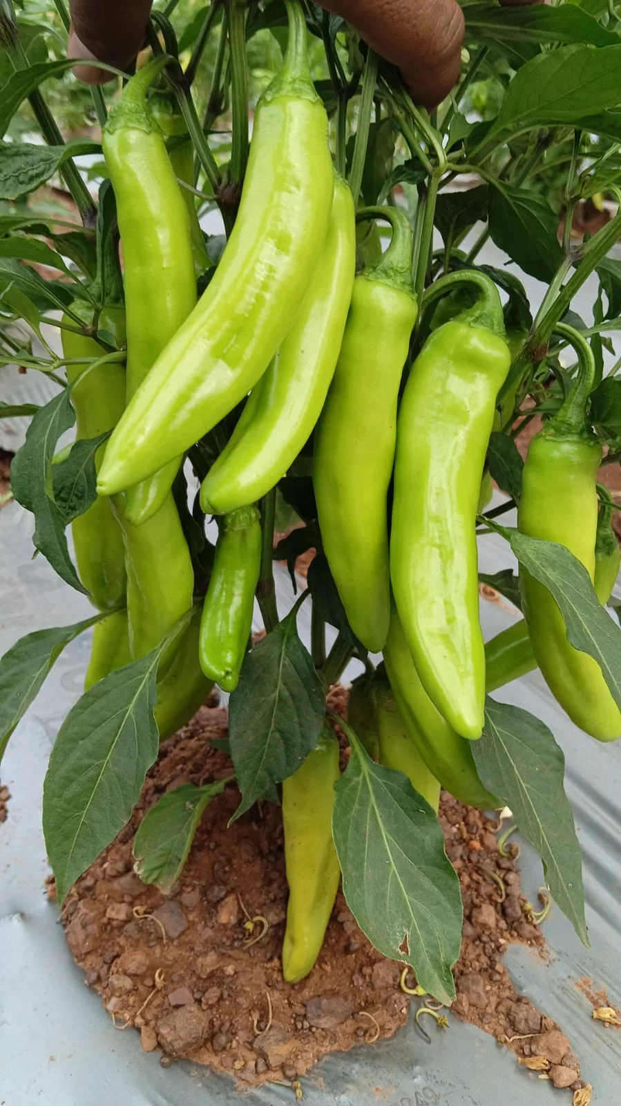 Naira-333 F1 Hybrid Chilli Seeds – 5gm Pack product view