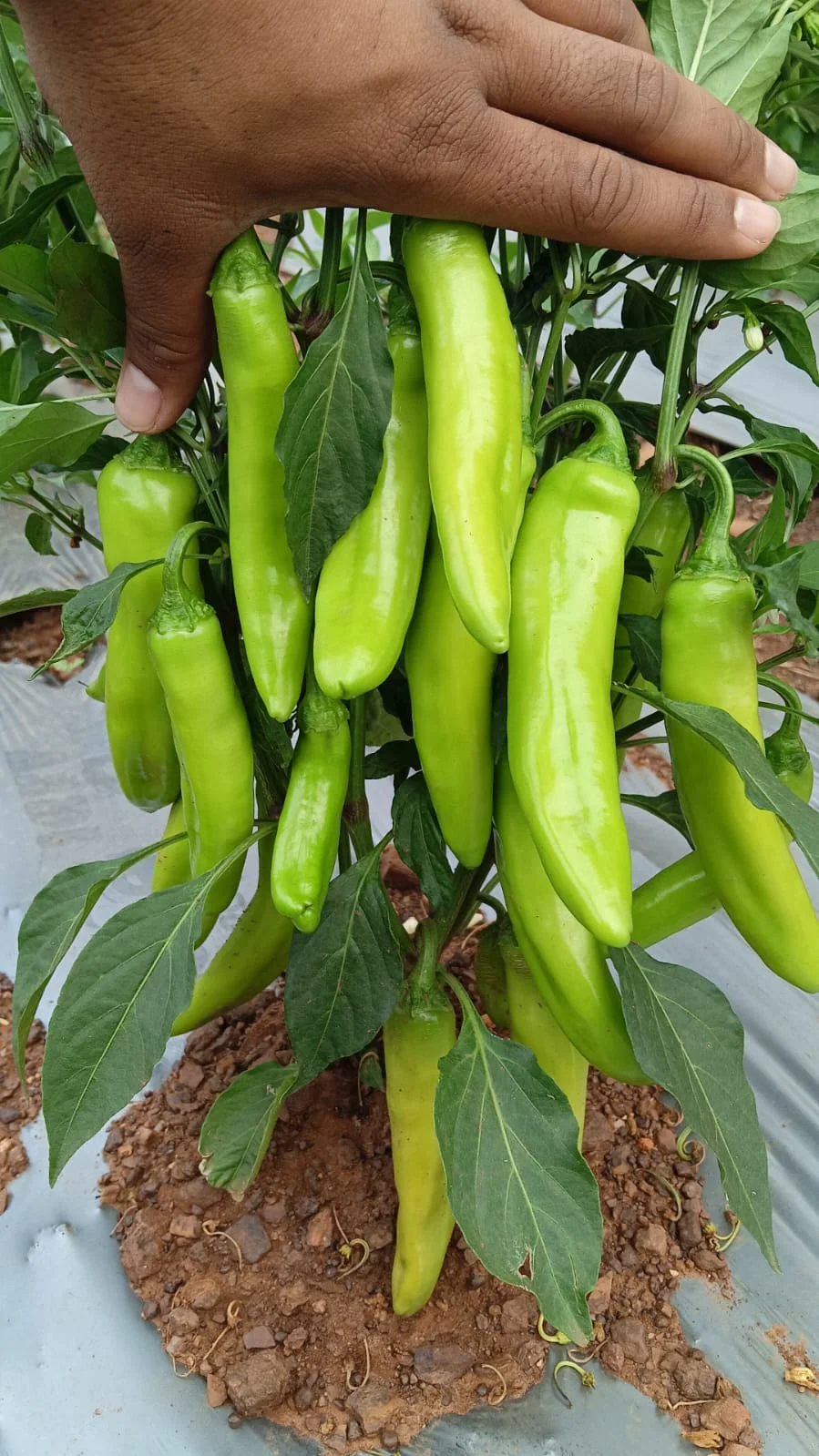 Naira-333 F1 Hybrid Chilli Seeds – 5gm Pack product view