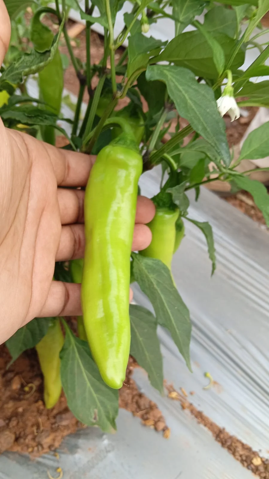 Naira-333 F1 Hybrid Chilli Seeds – 5gm Pack product view