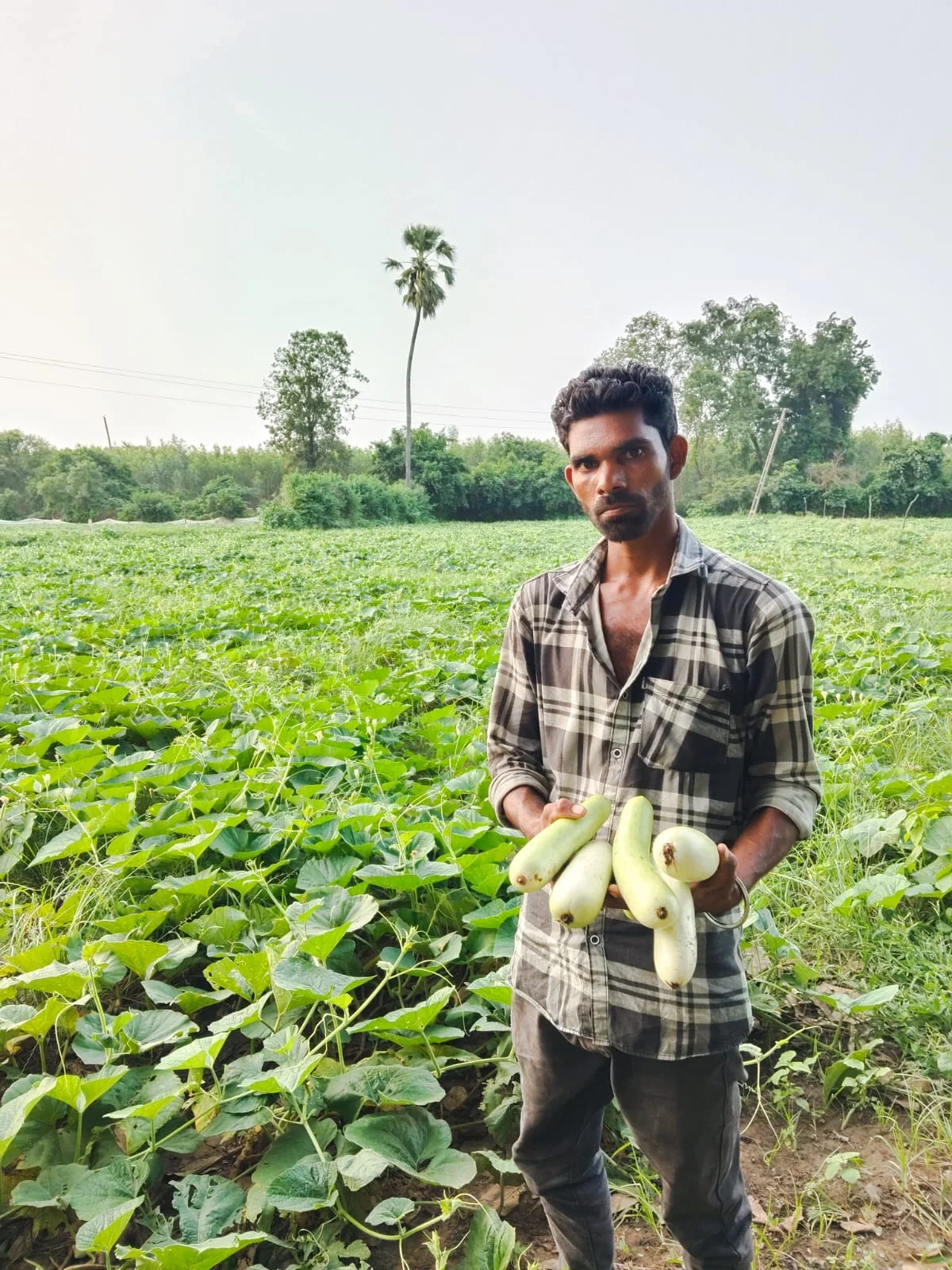 Naveen Hybrid Bottle Gourd Seeds (50 gm Pack) product view