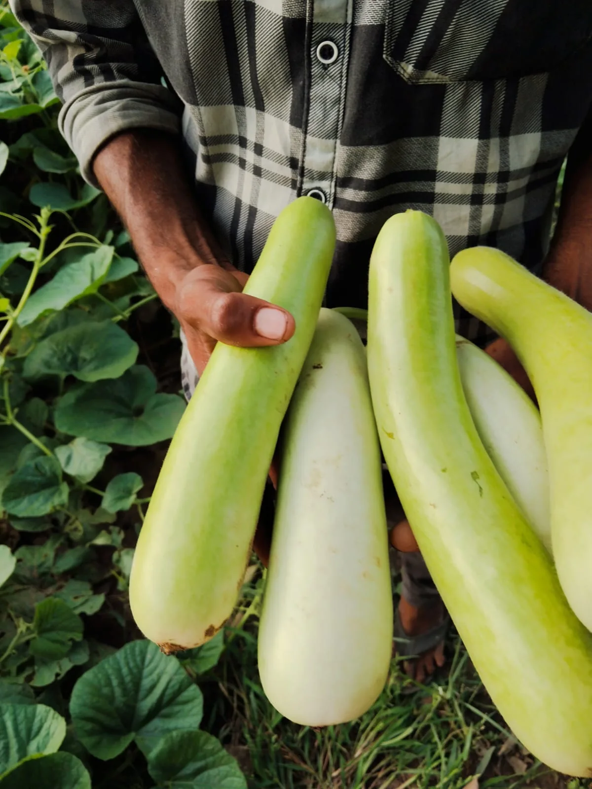 Naveen Hybrid Bottle Gourd Seeds (50 gm Pack) product view