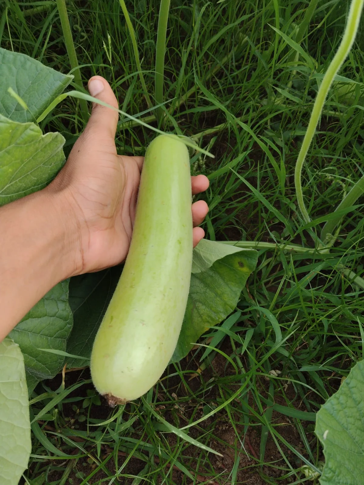 Naveen Hybrid Bottle Gourd Seeds (50 gm Pack) product view