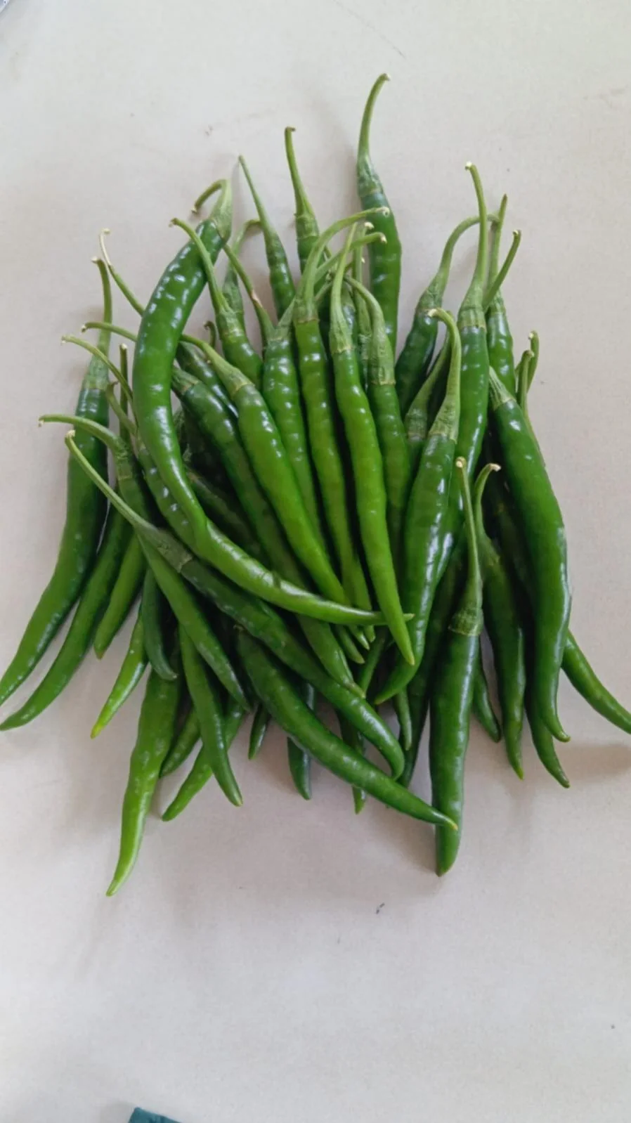 Niyasa-54 F1 Hybrid Chilli Seeds – 10gm Pack product view