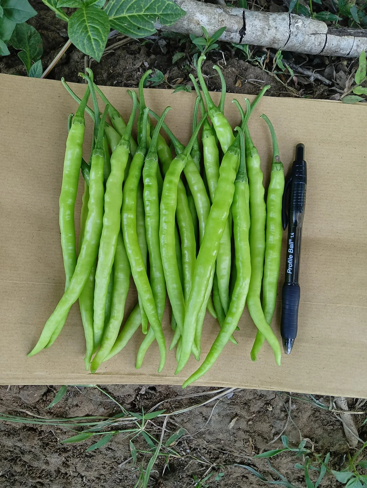 Ramban-999 F1 Hybrid Chilli Seeds – 5gm Pack product view
