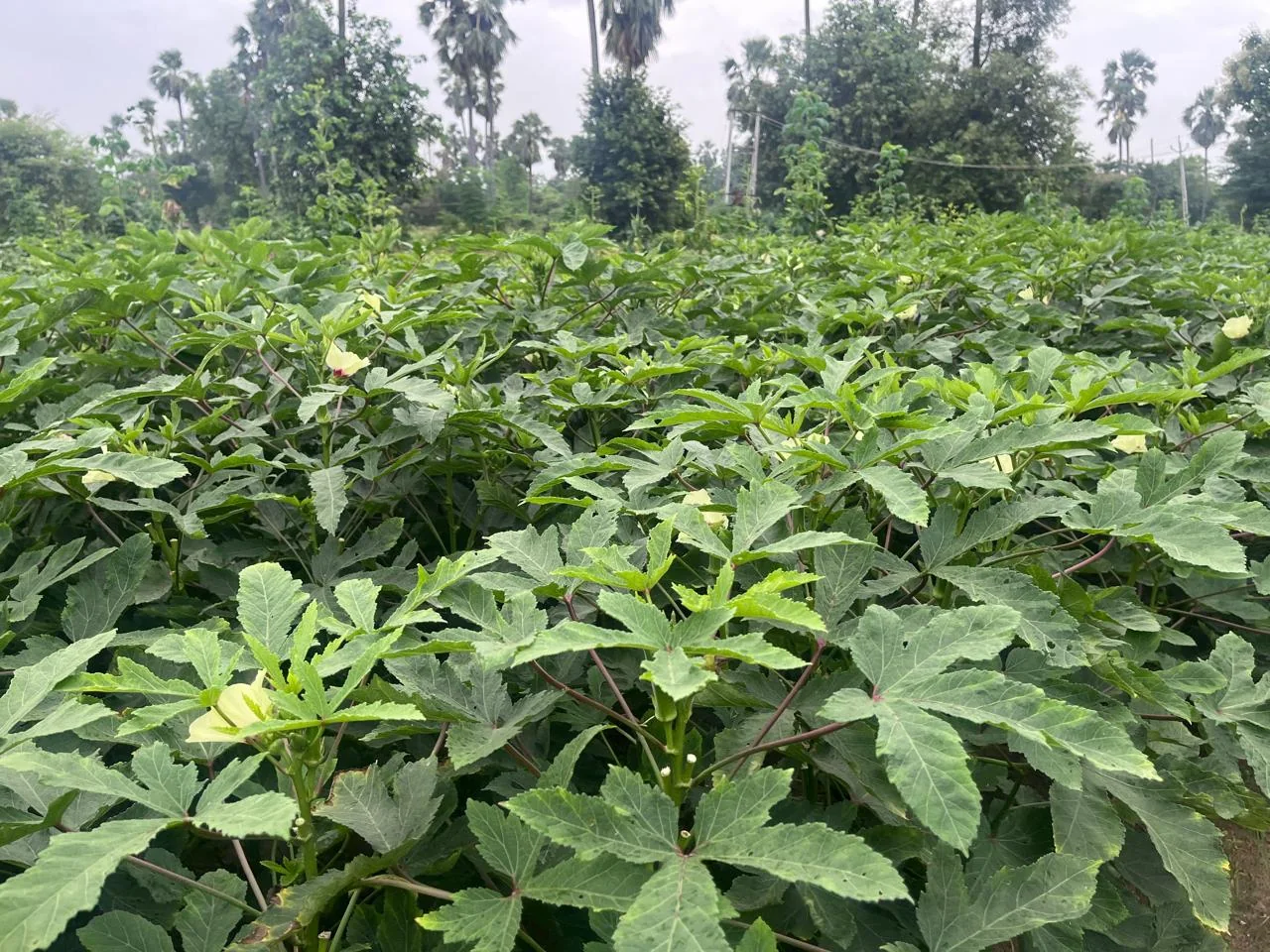 Samrat Selection OP Bhindi Okra Seeds – 250gm Pack product view