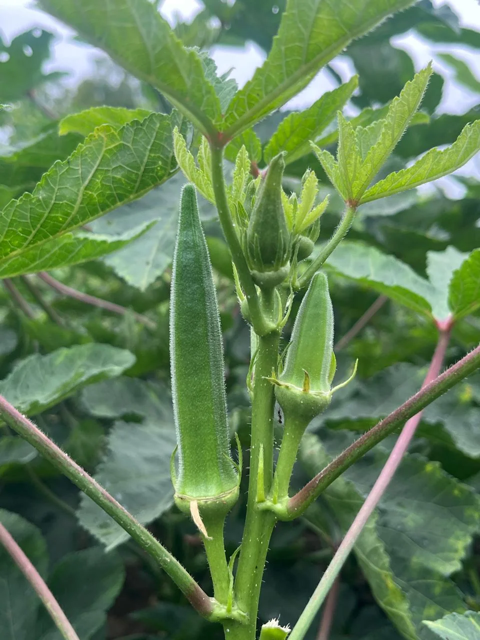 Radhe Radhe Hybrid Okra (Bhindi) Seeds – 100 gm Pack product view