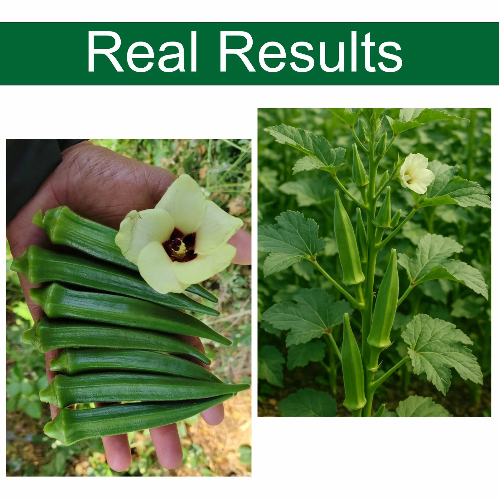 Bhindi (Okra) Seeds KGP product view