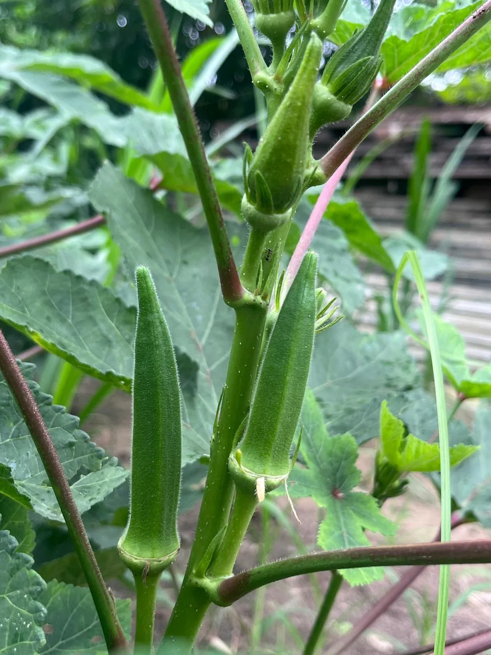 Radhe Radhe Plus Hybrid Okra (Bhindi) Seeds - 250 gm product view