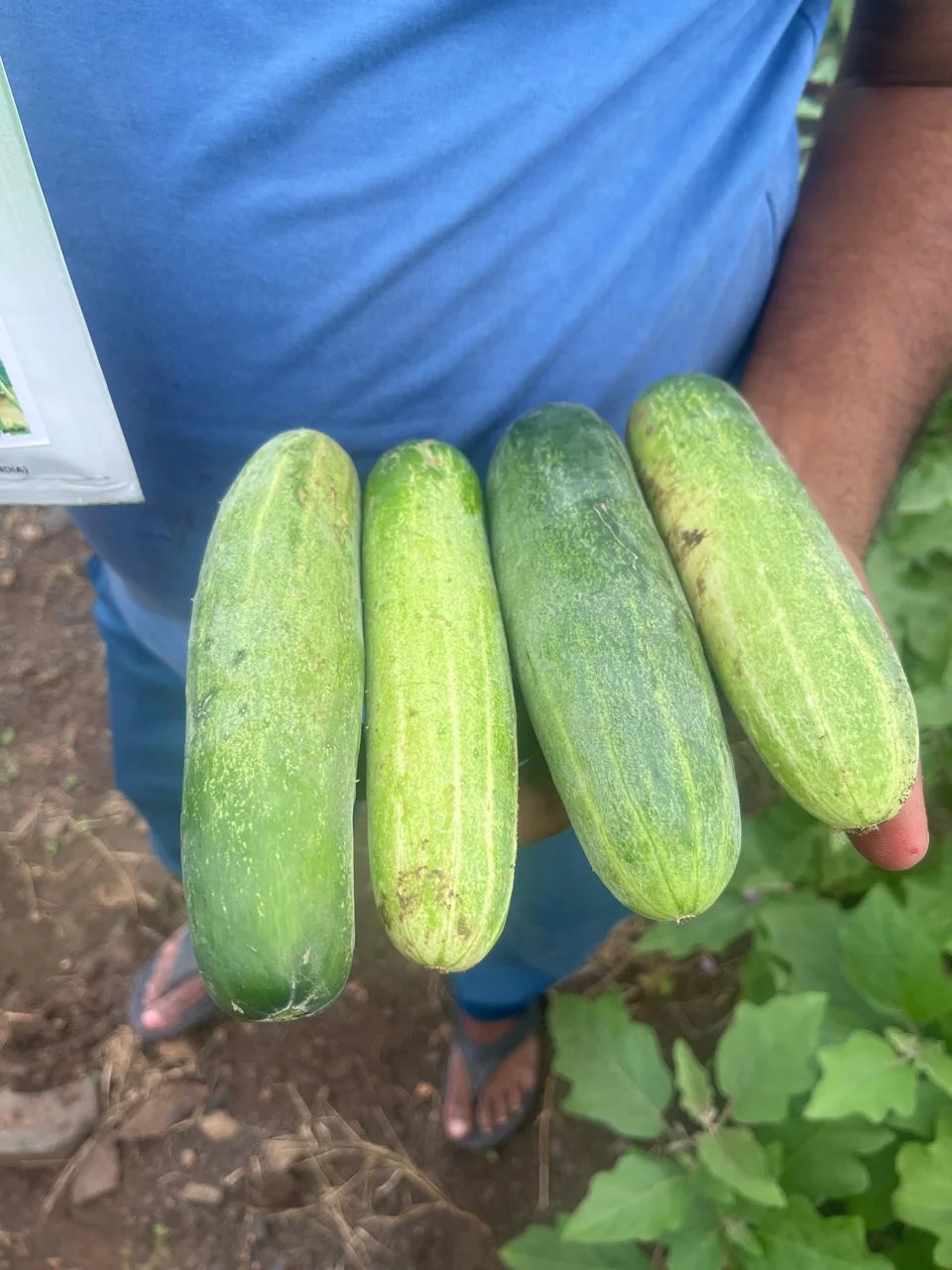 Rajhans 2023 Hybrid Cucumber Seeds – 10gm Pack product view