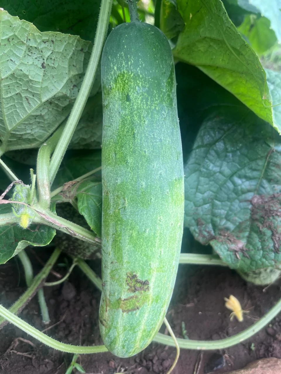 Rajhans 2023 Hybrid Cucumber Seeds – 10gm Pack product view