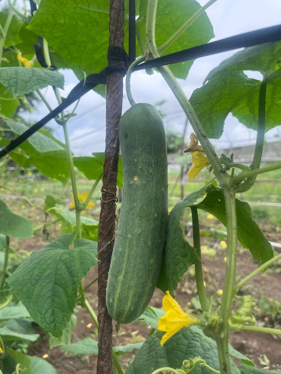 Rajhans 2023 Hybrid Cucumber Seeds – 10gm Pack product view