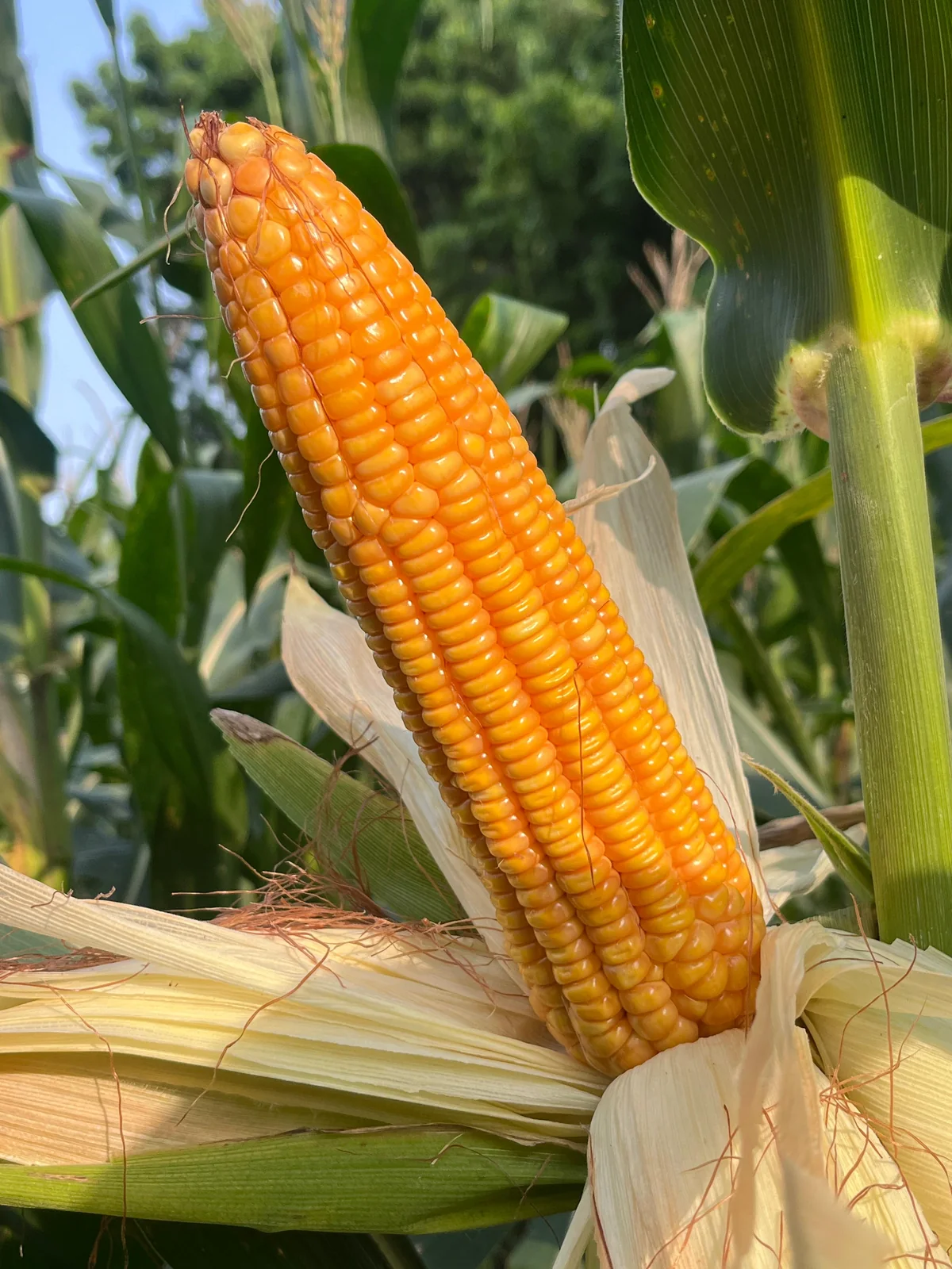 Rajshri Hybrid Maize Seeds – 4kg Pack product view