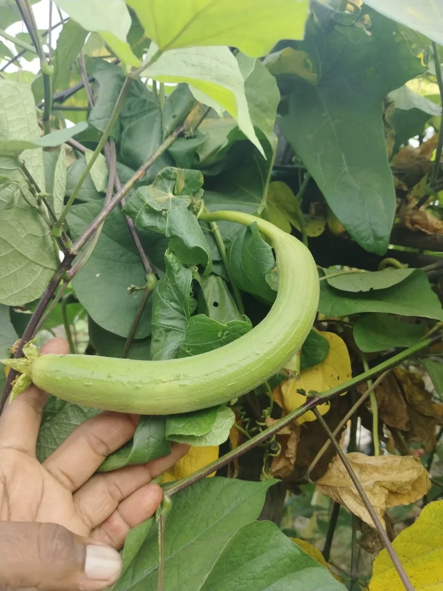 Satyam Hybrid Sponge Gourd Seeds (Gilki) | 25 Gm Pack product view