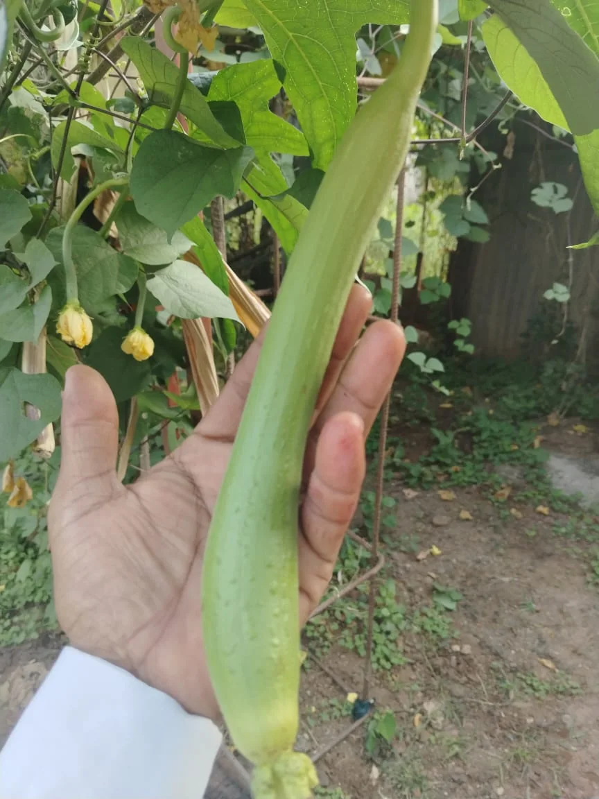 Satyam Hybrid Sponge Gourd Seeds (Gilki) | 25 Gm Pack product view