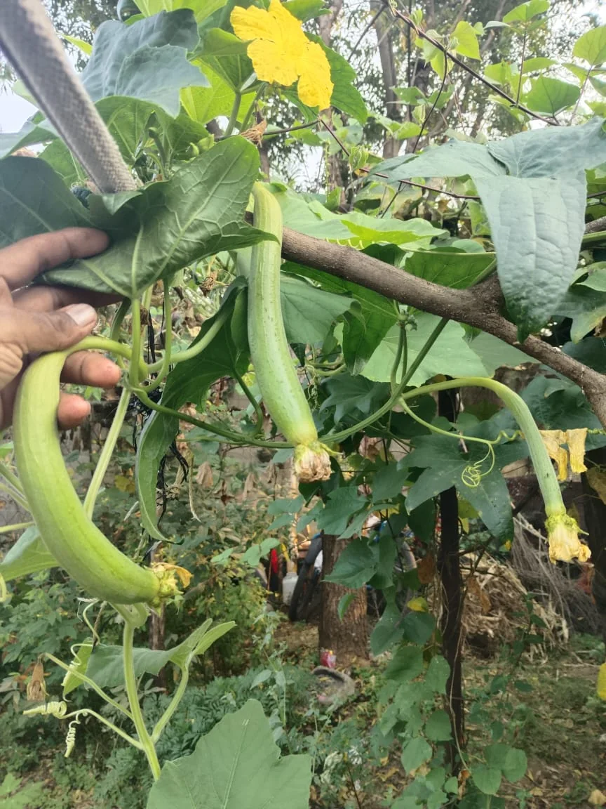 Vasundhara Hybrid Sponge Gourd Seeds (Gilki) | 10 gm pack product view