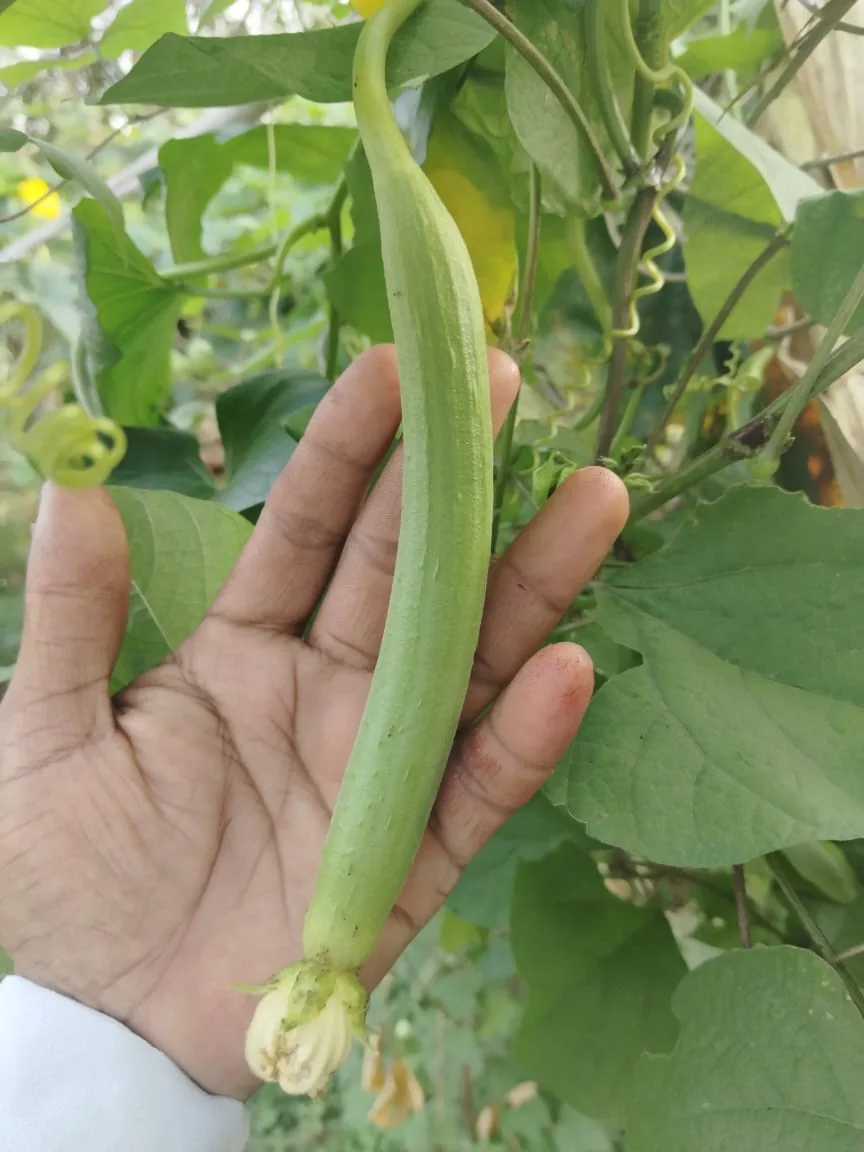 Vasundhara Hybrid Sponge Gourd Seeds (Gilki) | 10 gm pack product view