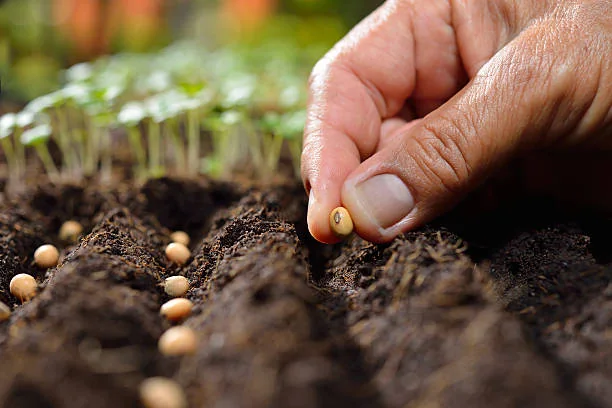 Sanjivani Seeds quality seed selection