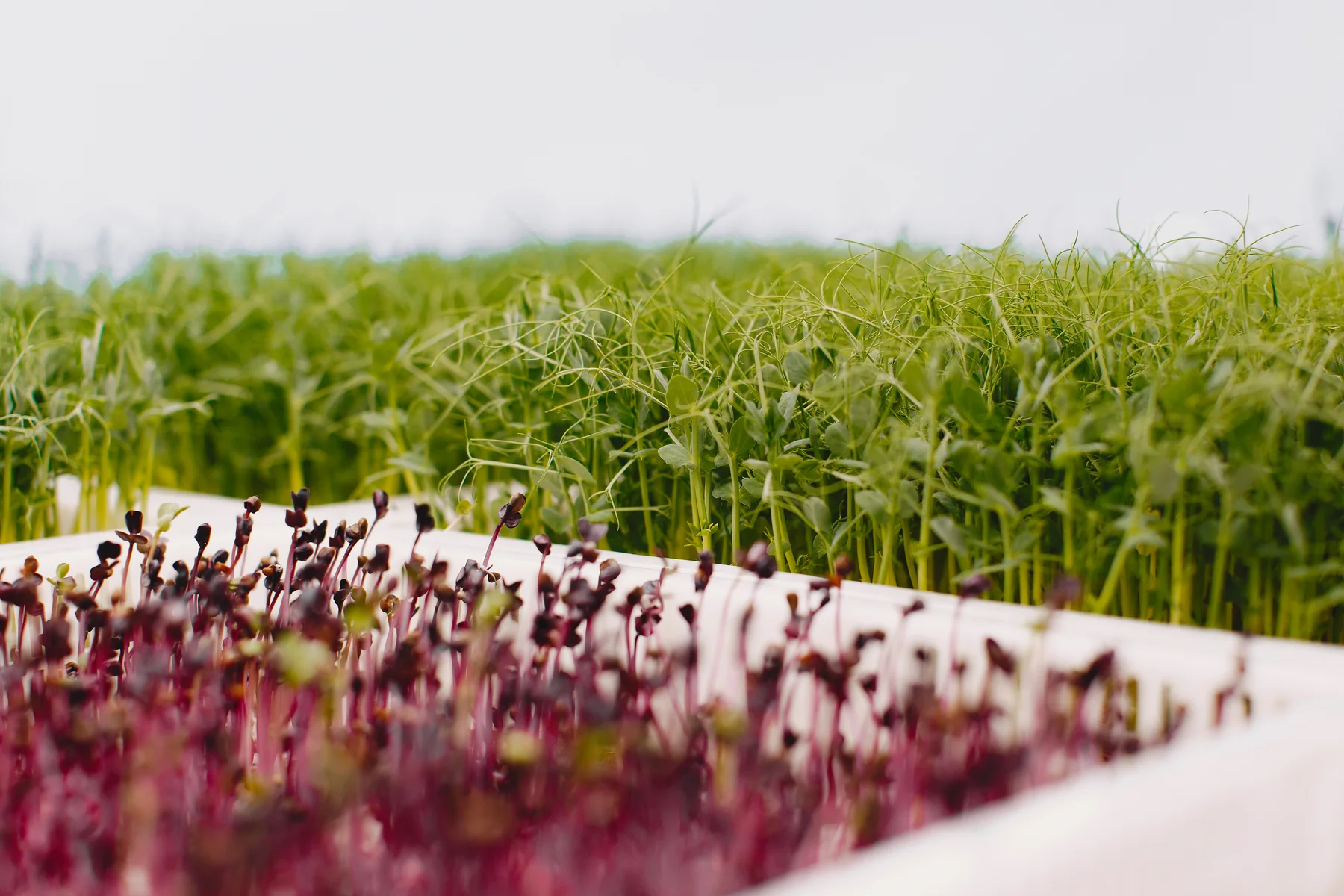 Seedlings and growing trays