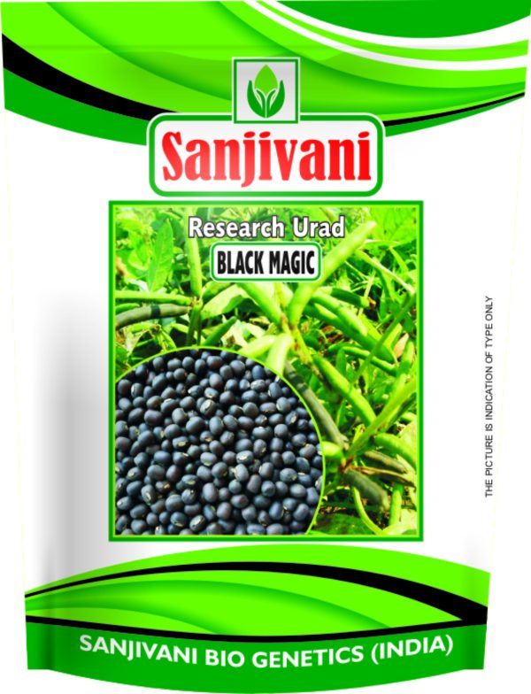 Sanjivani Black Magic Urad Seeds