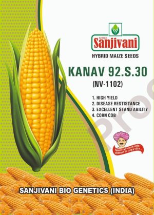 Sanjivani Kanav 92.S.30 (NV-1102) – High Yield Hybrid Maize Seeds