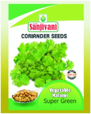 Sanjivani Super Green Coriander Seeds – Vegetable Kalami variety for lush green leaves