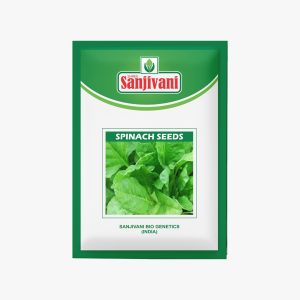 KGP Spinach Seeds – 10g kitchen garden pack for home and terrace gardening
