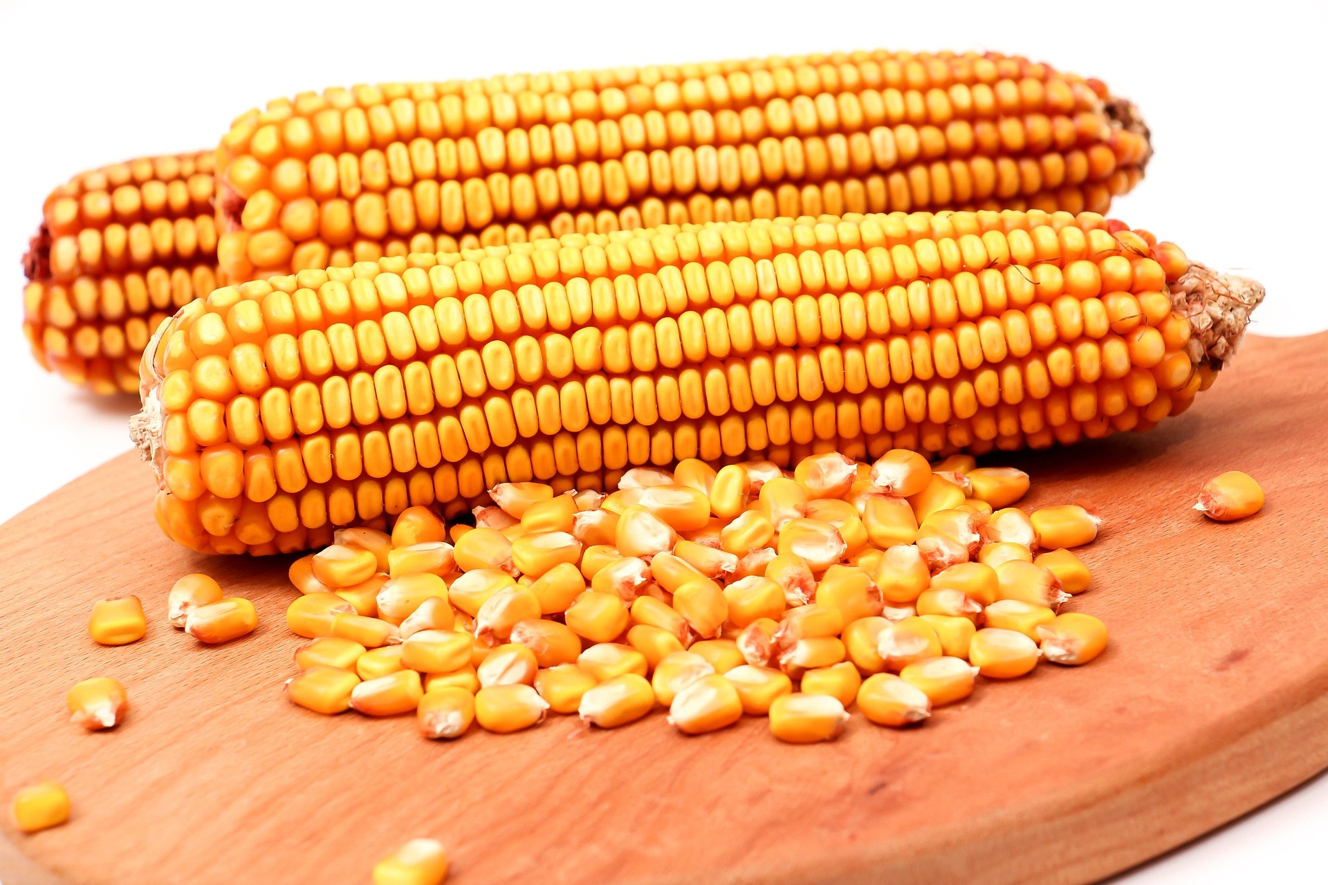 Hybrid Maize Seed