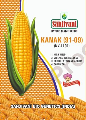 Sanjivani Kanak (91-09) – NV-1101 Hybrid Maize Seeds for High Yield Farming