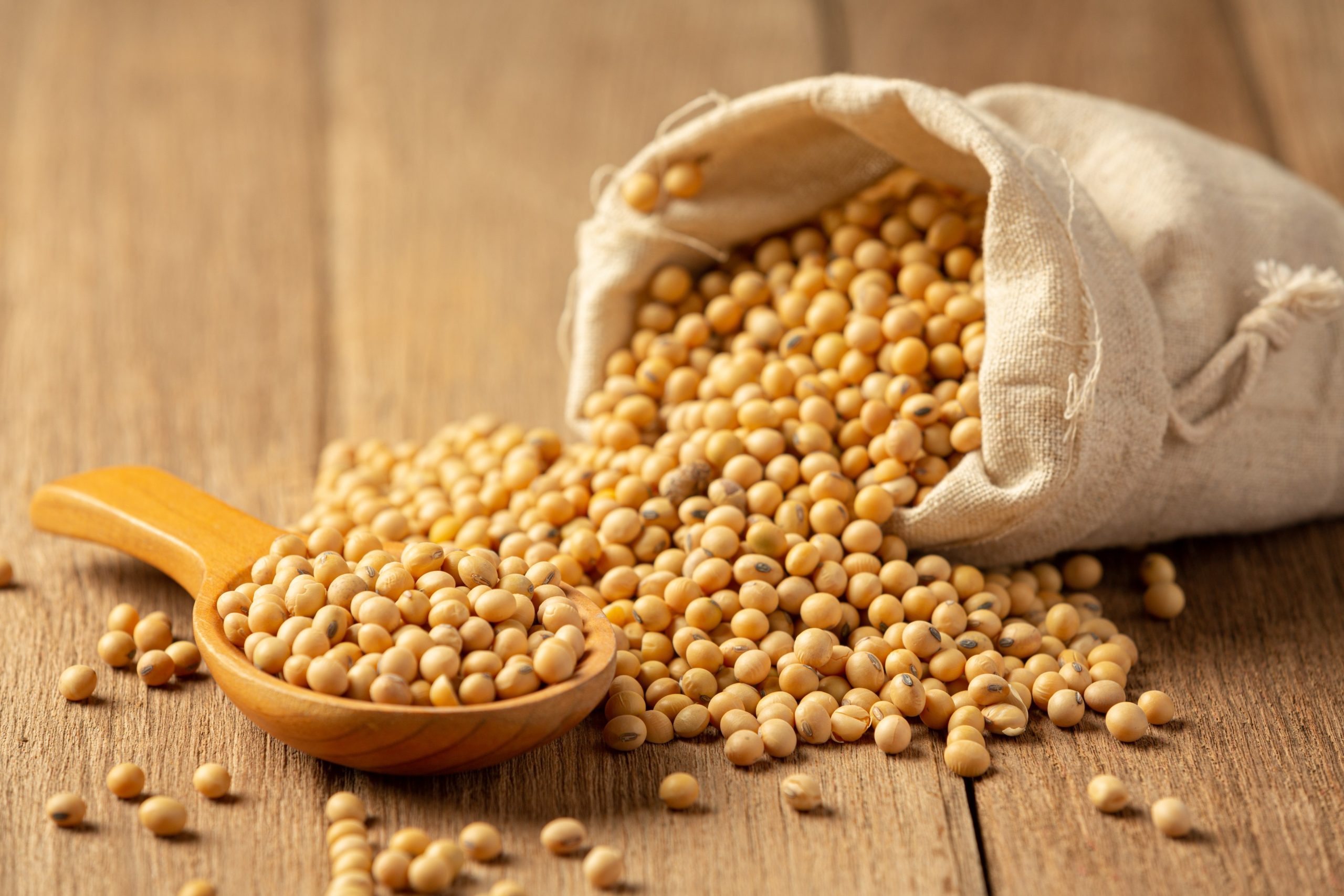 Soyabean Seed
